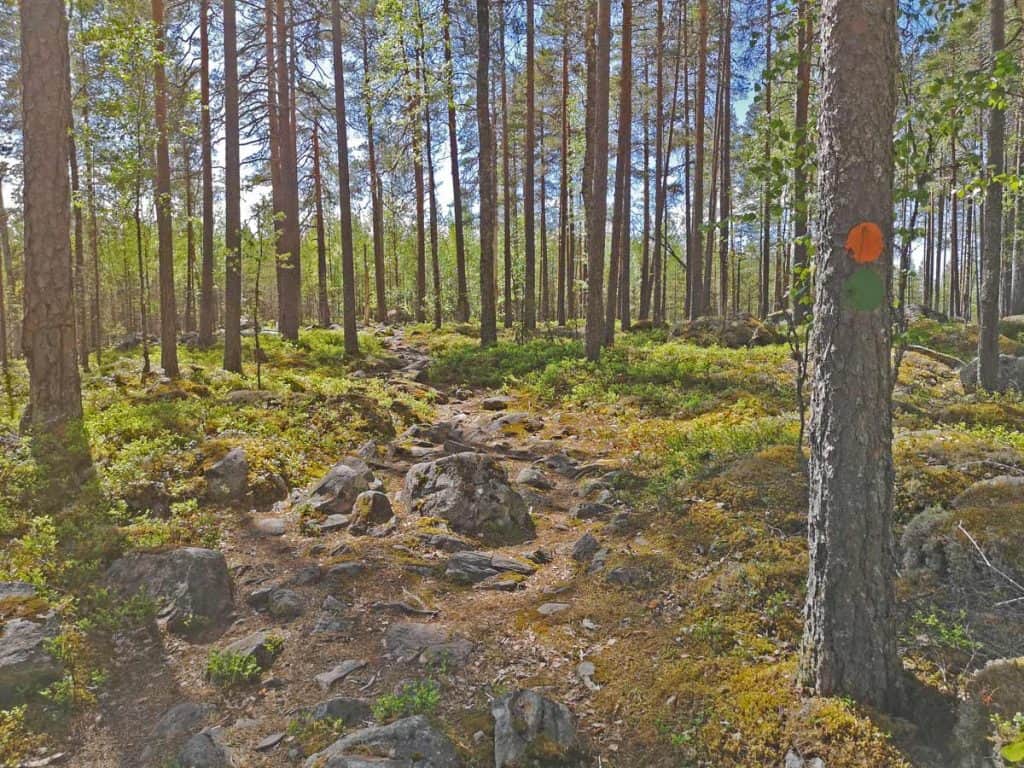 Kesäinen metsäpolku. Etualalla puu, johon tehty maalilla oranssi ja vihreä merkki retkeilyreitin opastusta varten. Polulla kiviä ja taustalla sinitaivas.